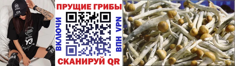 магазин продажи   Далматово  Псилоцибиновые грибы мицелий 